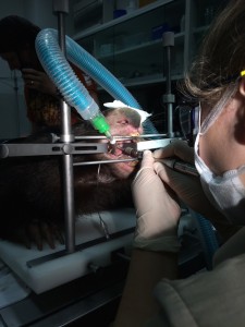 Wombat Dental