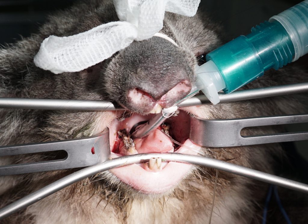 Koala Dental