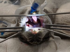 Kangaroo Dental